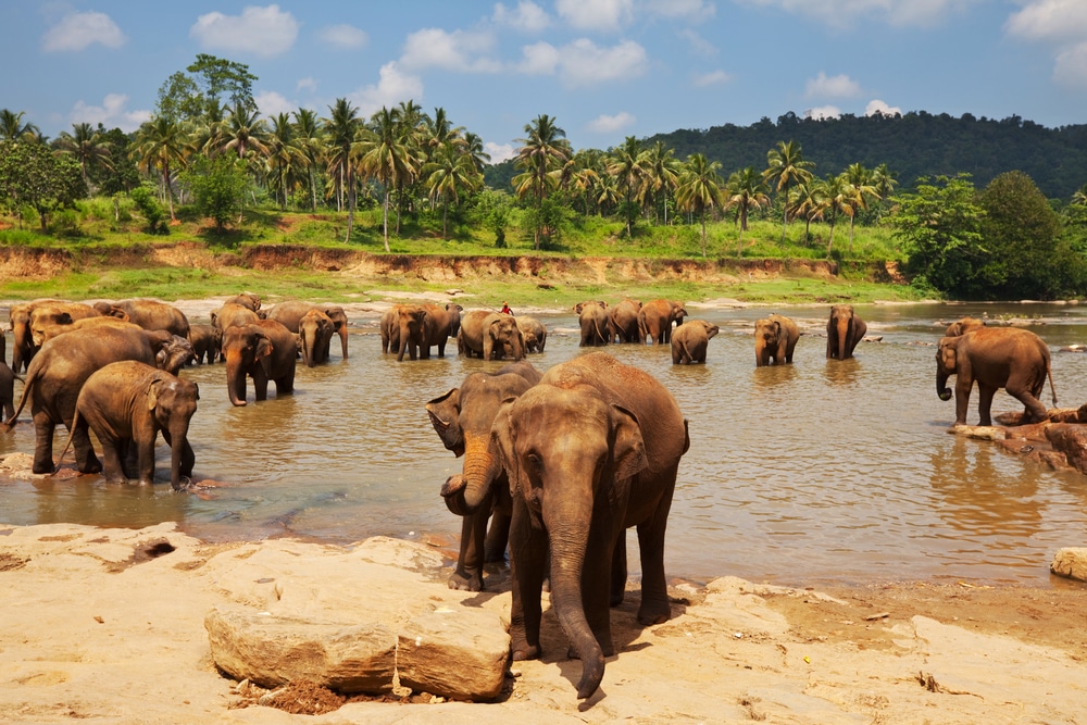 פילים מתקררים בנהר במזג האוויר החם של סרי לנקה