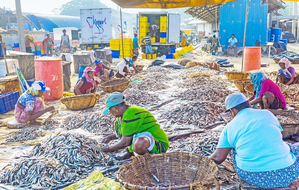 שוק הדגים של נגומבו, סרי לנקה