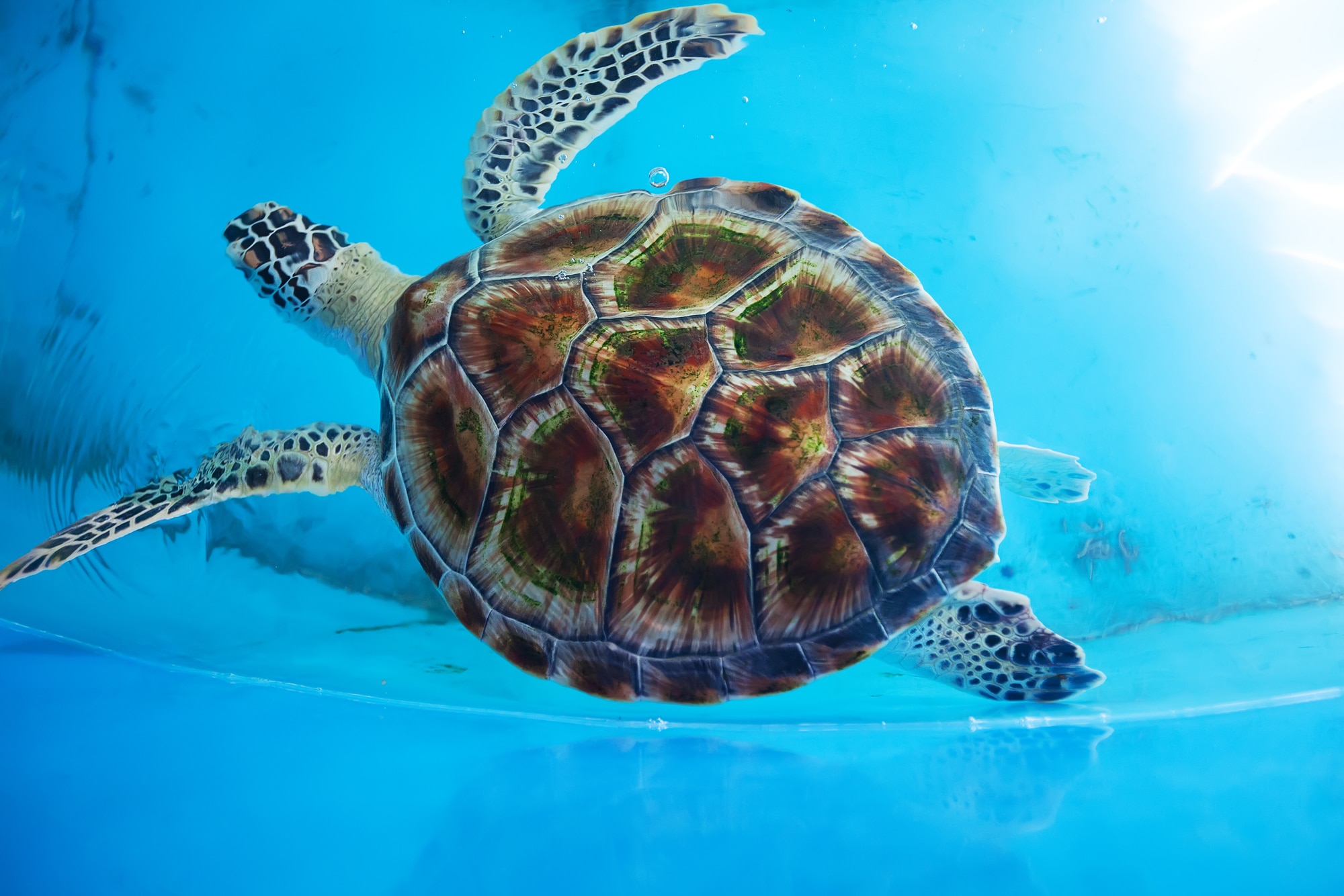צב ים במרכז לשימור והגנה על צבי ים בסרי לנקה